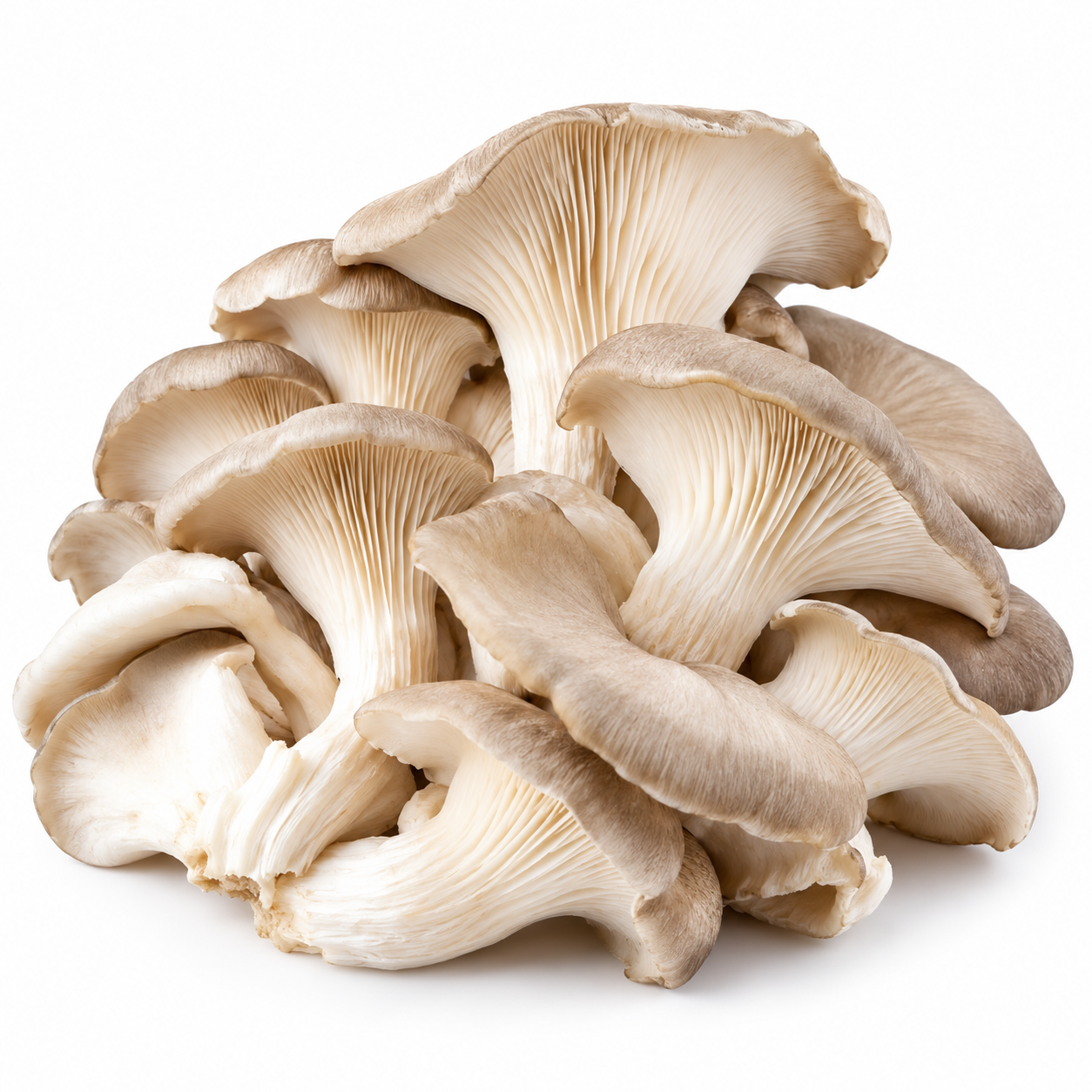 Oyster Mushroom (ಅಣಬೆ)